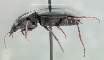Media type: image;   Entomology 600429 Aspect: habitus lateral view